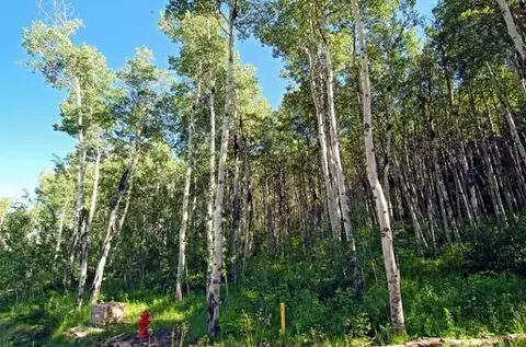 1029 Forest Trl, Edwards, CO 81632 photo 10