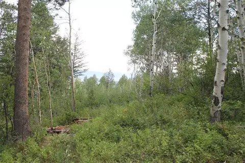 124 Forest Trl, Edwards, CO 81632 photo 4
