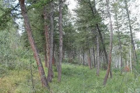 124 Forest Trl, Edwards, CO 81632 photo 9
