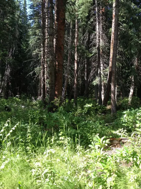 375 Fifth St, Eagle, CO 81631 photo 5
