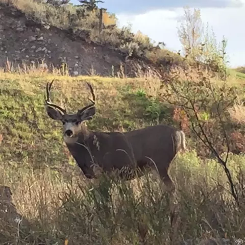 716 Prince Aly, Eagle, CO 81631 photo 5