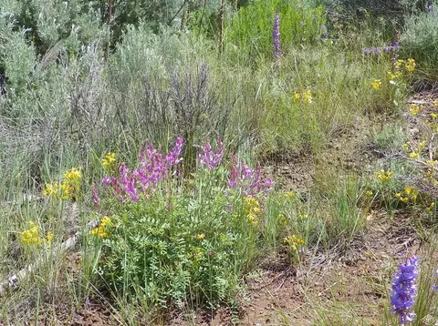 255 Sorrel Hills Dr, Eagle, CO 81631 photo 15