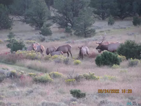 123 Blue Hls, Pie Town, NM 87827 photo 6