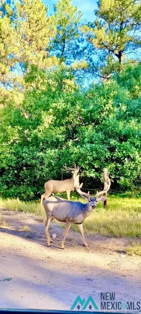 Sr 512, Chama, NM 87575