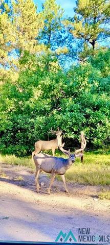 Sr 512, Chama, NM 87575