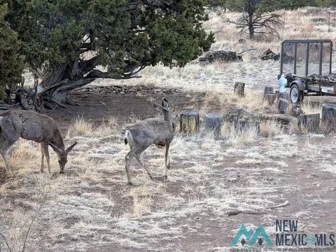Other - 87 Deer Trail Rd, Datil, NM 87821 photo 21 of 28