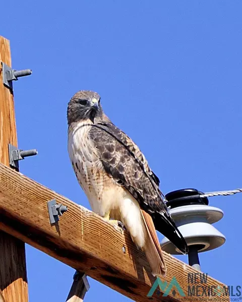 Other - 87 Deer Trail Rd, Datil, NM 87821 photo 18 of 28