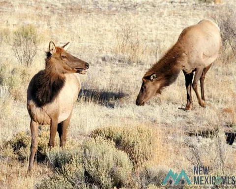 Other - 87 Deer Trail Rd, Datil, NM 87821 photo 20 of 28