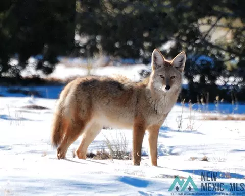 Other - 87 Deer Trail Rd, Datil, NM 87821 photo 19 of 28