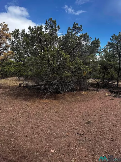 9 Juniper, Datil, NM 87821 photo 3