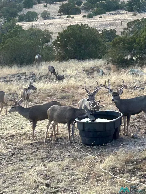 Other - 27 Metate, Datil, NM 87821 photo 8 of 17