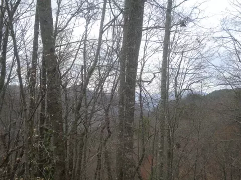 38 Fortyniner Rdg, Sylva, NC 28779 photo 10