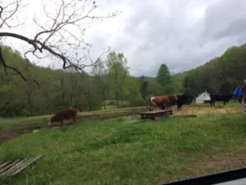 148 Knotty Oak Dr, Sylva, NC 28779 photo 19