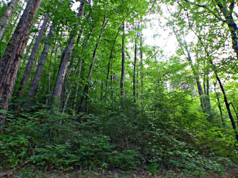 411 E Fork Rd, Sylva, NC 28779 photo 14