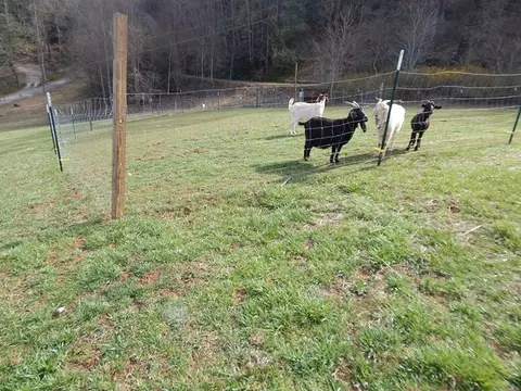 160 Claude Cook Rd, Sylva, NC 28779 photo 9