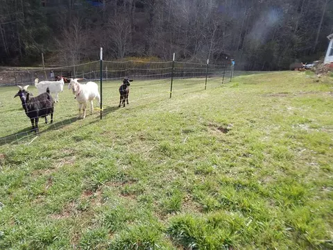 160 Claude Cook Rd, Sylva, NC 28779 photo 8