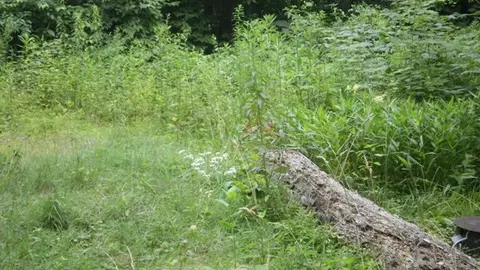 00 323 Coyote Trl, Sylva, NC 28779 photo 1