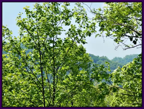 1390 Hemlock Falls Rd, Franklin, NC 28734 photo 5