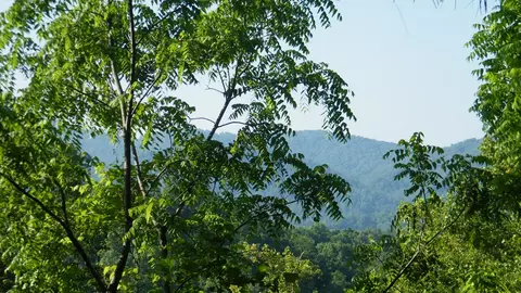 1135 N Fork Rd, Sylva, NC 28779 photo 20
