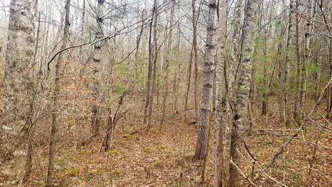 3652 Caney Fork Rd, Cullowhee, NC 28723 photo 12