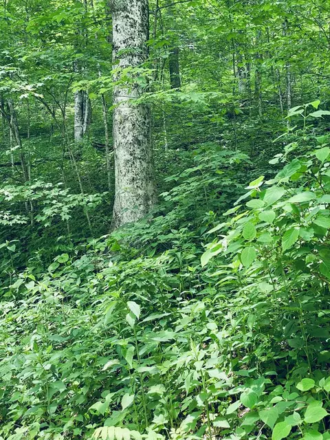 Lot 6 Greenspire Dr, Balsam, NC 28707