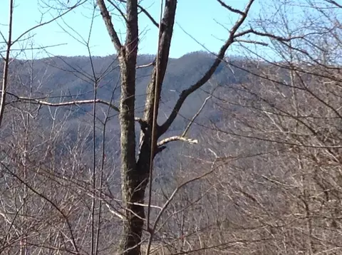 00 Brambleside Ln, Sylva, NC 28779 photo 23
