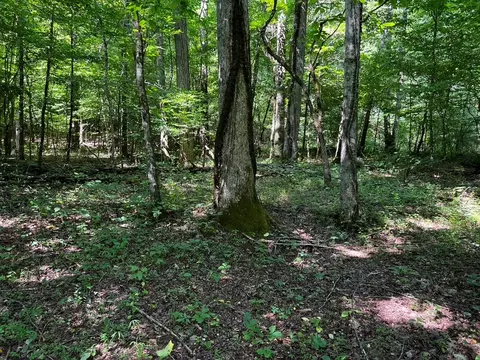 30 Scratch Branch Rd, Otto, NC 28763 photo 22