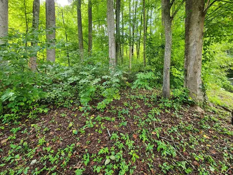 21 Red Red Ln, Sylva, NC 28779 photo 21