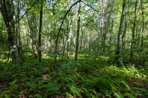 1443 W Cliff Rd, Cullowhee, NC 28723 photo 16