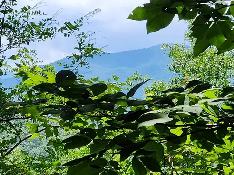 lot5 6 Grassy Branch Rd, Topton, NC 28901