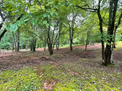 0 Dogwood Trl, Robbinsville Graham, NC 28771