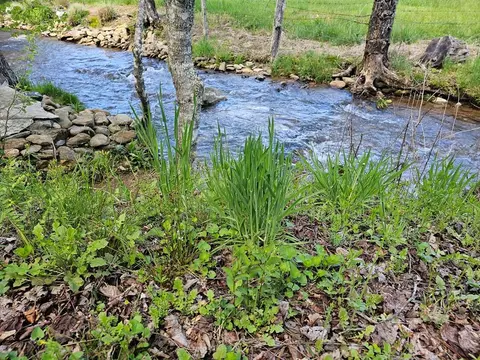 View/Area - 74 Old Cove Rd, Sylva, NC 28779 photo 2 of 3