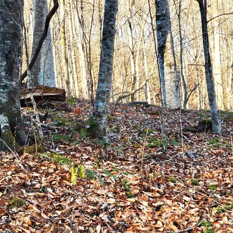 00 River Rd, Franklin, NC 28734 photo 6