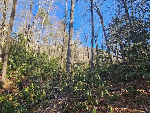 lot5 Ruffed Grouse, Cashiers, NC 28717