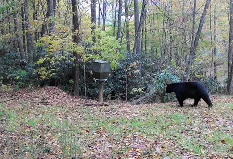 lot5 Copperhead Rd, Sylva, NC 28779 photo 7