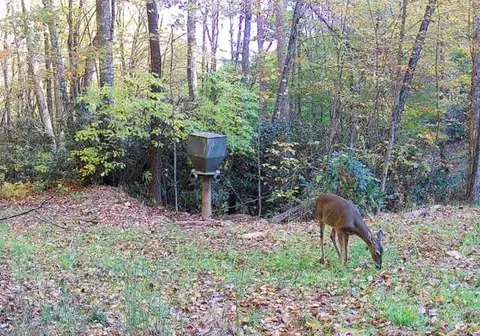 lot5 Copperhead Rd, Sylva, NC 28779 photo 4