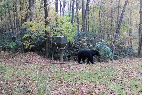 lot5 Copperhead Rd, Sylva, NC 28779 photo 12