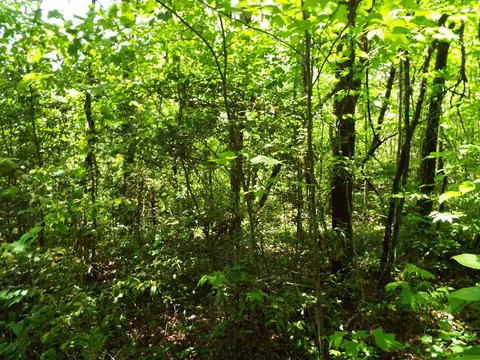000 Mockingbird Ln, Sylva, NC 28779 photo 7