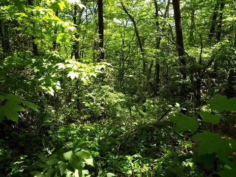 000 Mockingbird Ln, Sylva, NC 28779 photo 27