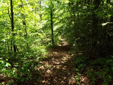 000 Mockingbird Ln, Sylva, NC 28779 photo 9