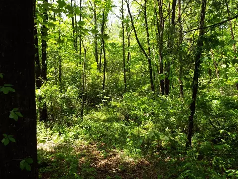 000 Mockingbird Ln, Sylva, NC 28779 photo 2