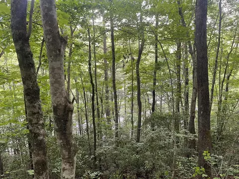2642 Canada Rd, Tuckasegee, NC 28783