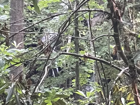 2600 Canada Rd, Tuckasegee, NC 28783