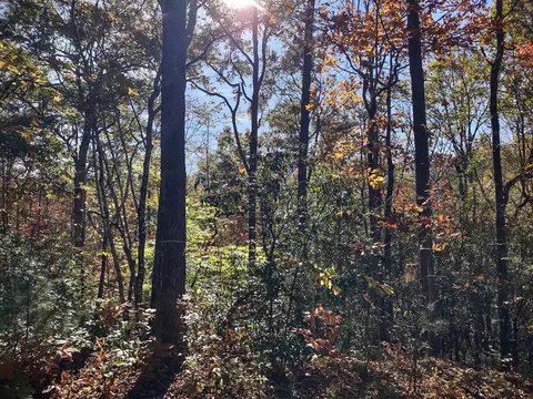 151 Red Leafe Trl, Sylva, NC 28779 photo 13
