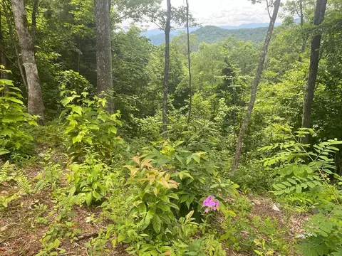 61 62 63 Hickory Nut Trl, Sylva, NC 28779 photo 9