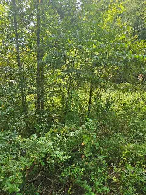 24 74 Ac East Fork Rd, Sylva, NC 28779 photo 3