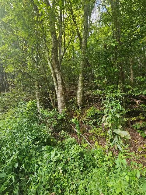 24 74 Ac East Fork Rd, Sylva, NC 28779 photo 8