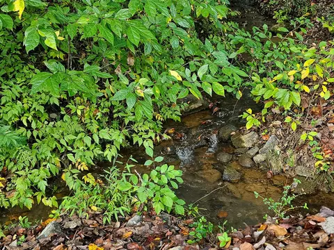 9999 Good Things Rd, Sylva, NC 28779 photo 4
