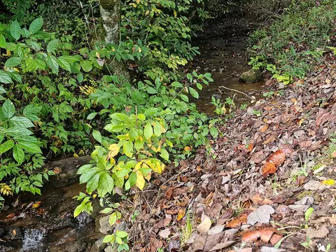 9999 Good Things Rd, Sylva, NC 28779 photo 15