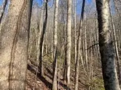 528 Early Dietz, Sylva, NC 28779 photo 8